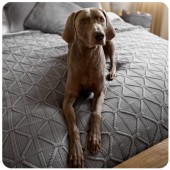 Narzuta brytyjska szara 220x240cm